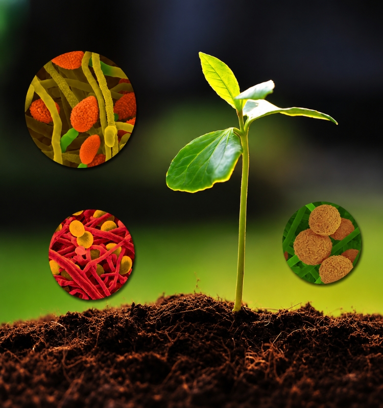 Agriculture Fertilizers