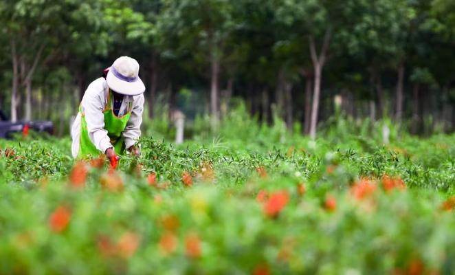 OM/VE Fertilizers